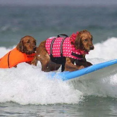 Rover Rescue Pet Life Jacket