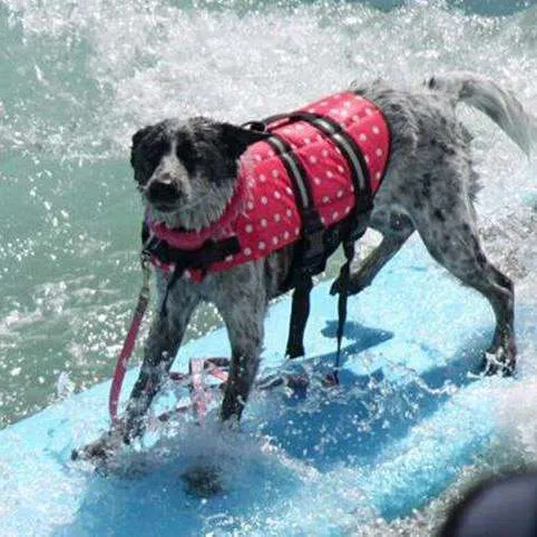 Rover Rescue Pet Life Jacket